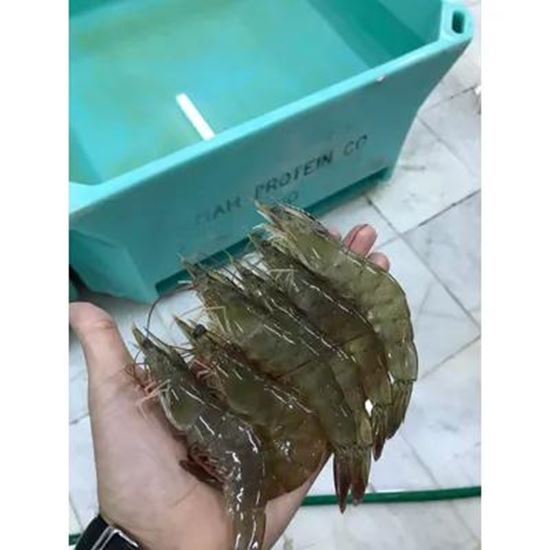 تصویر  Vannamei Shrimp