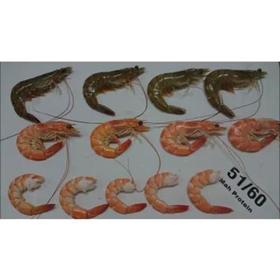 تصویر  Vannamei Shrimp