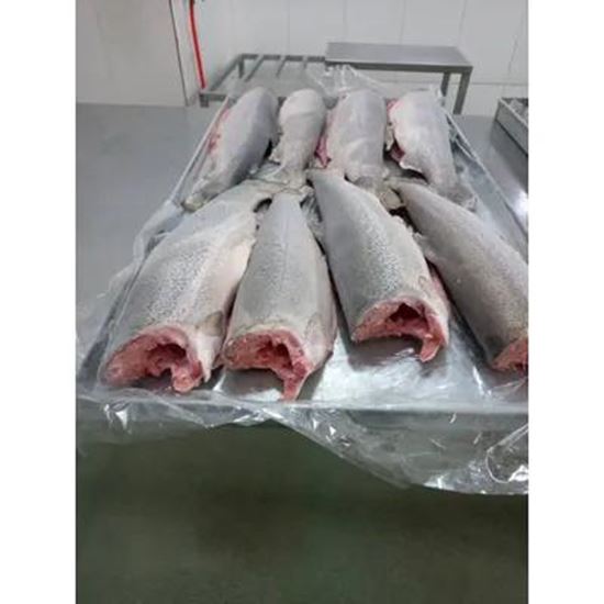تصویر  Salmon Trout