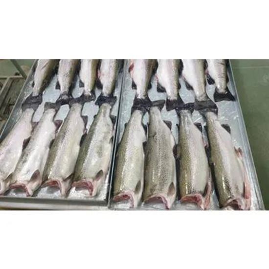 تصویر  Salmon Trout