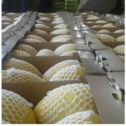تصویر  Melon