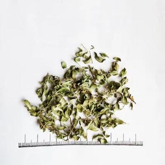تصویر  Thyme kotschyanus