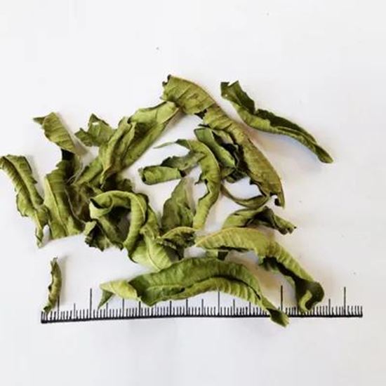 تصویر  Lemon Verbena