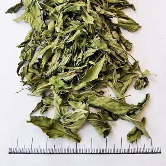 تصویر  Spearmint
