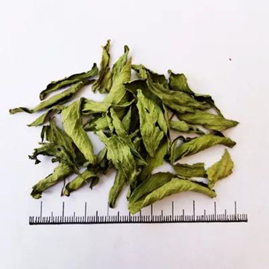 تصویر  Candyleaf
