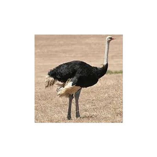 Picture Of ostrich meat & leather