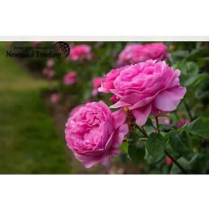 تصویر  Damask Rose