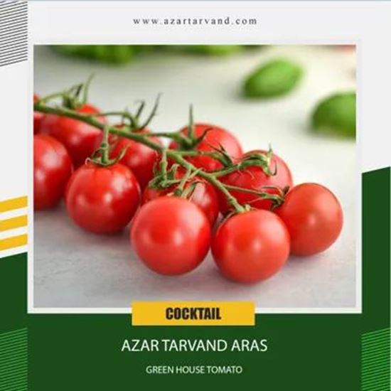 تصویر  گوجه فرنگی گلخانه ای