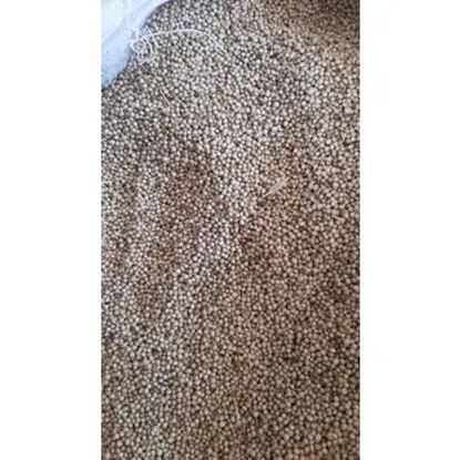 تصویر  تخم گشنیز