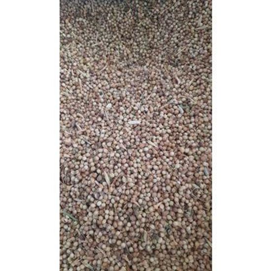 تصویر  تخم گشنیز
