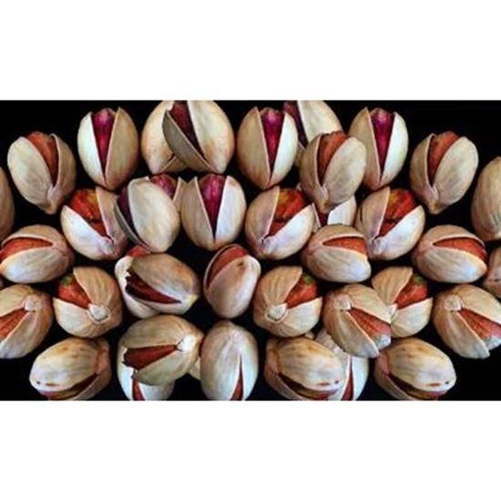 تصویر  پسته پرشین کله قوچی