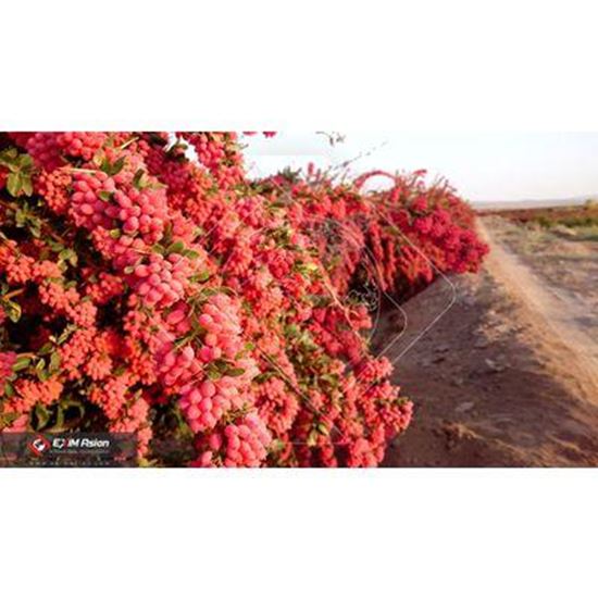 تصویر  زرشک خشک (زرشک)