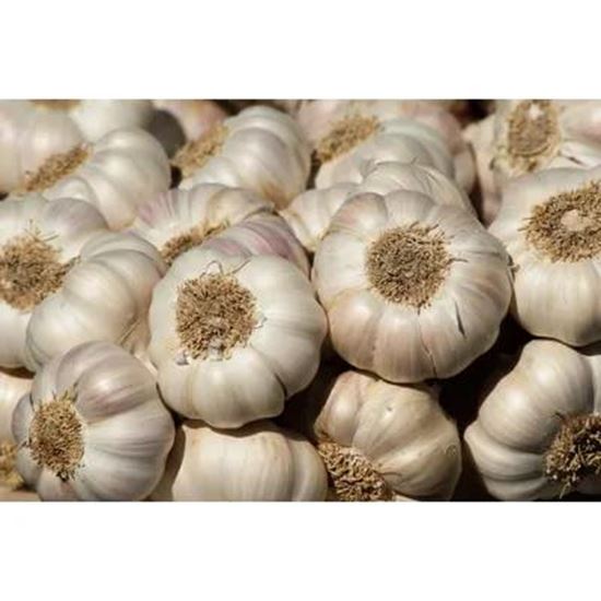 تصویر  garlic