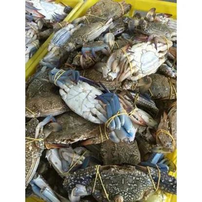 تصویر  crab