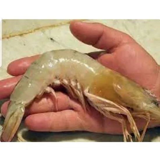 تصویر  Fresh and frozen shrimp. King shrimp and other types