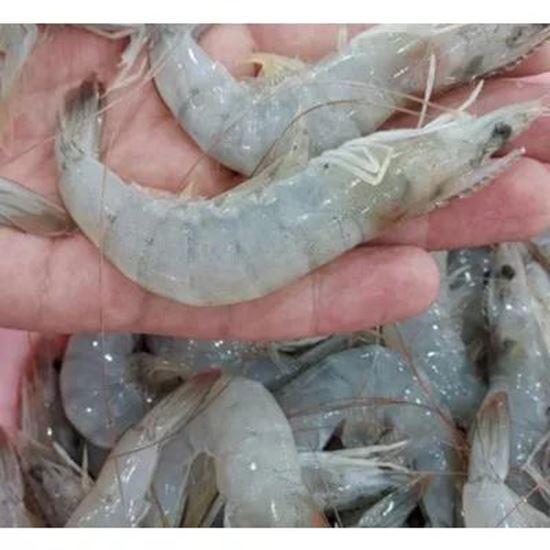 تصویر  Fresh and frozen shrimp. King shrimp and other types