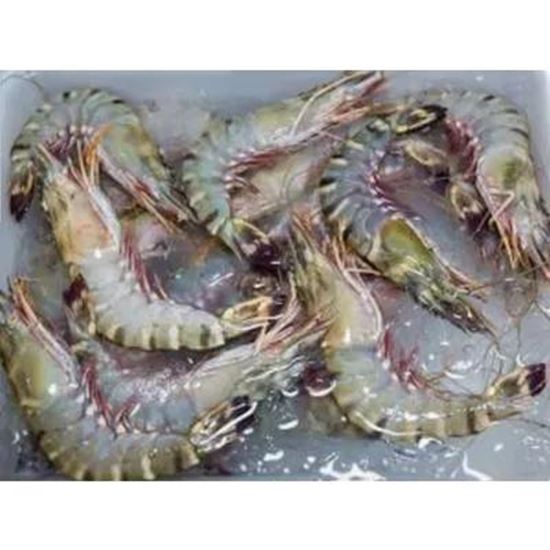 تصویر  Fresh and frozen shrimp. King shrimp and other types