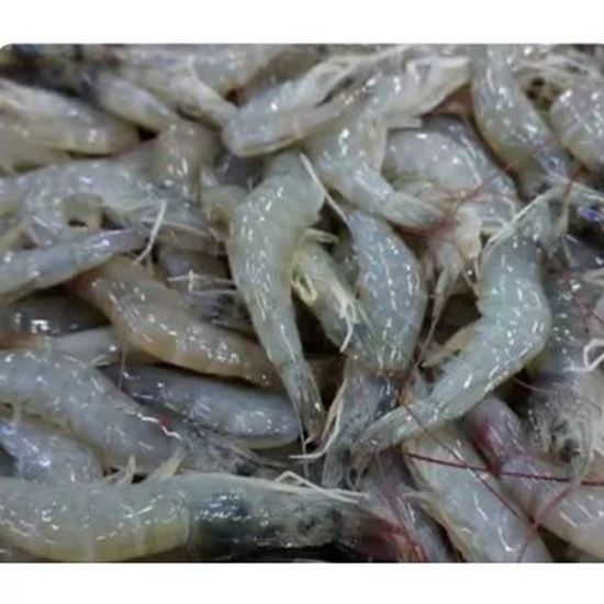 تصویر  Fresh and frozen shrimp. King shrimp and other types