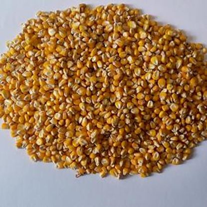 تصویر  ذرت فوب آستاراخان روسیه