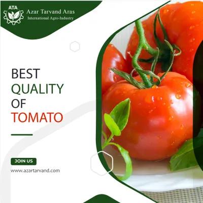 گوجه فرنگی گلخانه ای