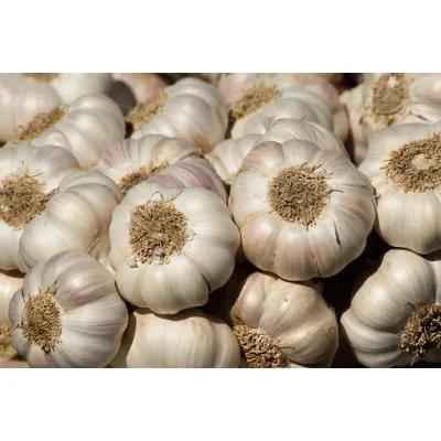 garlic