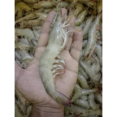 shrimp