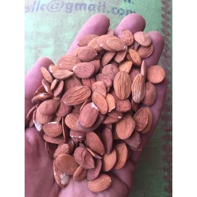 Peach Kernel