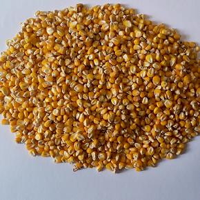 ذرت فوب آستاراخان روسیه