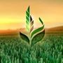 Joint-Stock Company "Agricultural Export Corporation" (JSC "AEC") 